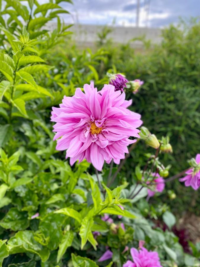 Hospedaje El Girasol Tababela كويتو المظهر الخارجي الصورة